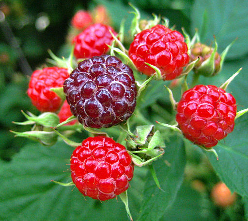 Wild raspberries; image by Ben Stephenson from Wikimedia Commons