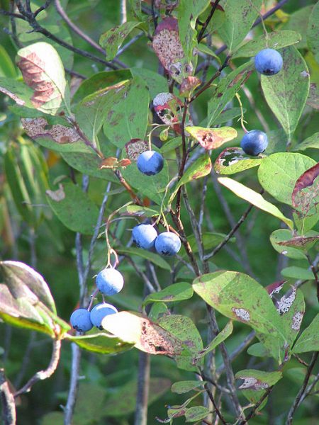 Wild blueberries; image by Mwanner from Wikimedia Commons