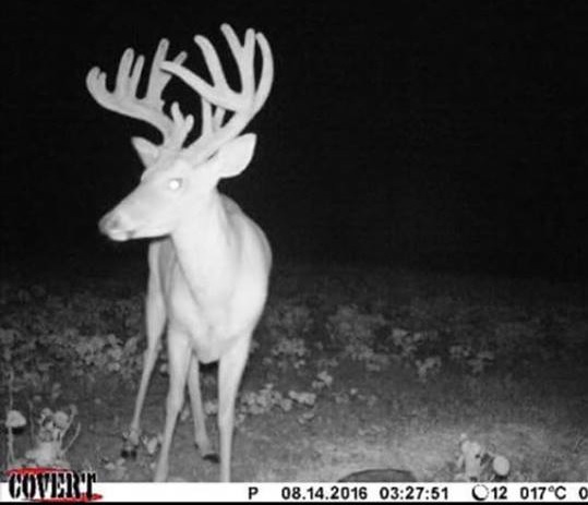 This is a buck that Chad Onek and his staff watched all last year as a 3-year-old. When the deer showed back up this summer, he jumped straight toward the top of the hit list.