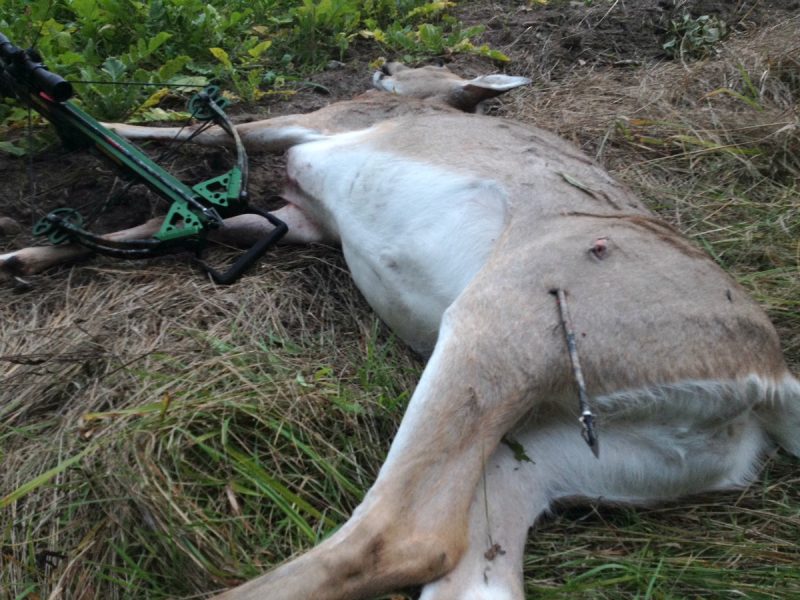 The author was hunting a field edge from the ground and took a head-on shot at a mature Wisconsin doe from 15 yards with his crossbow resting solidly on a tripod. The arrow penetrated the length of the deer, and the Magnus Stinger Buzzcut still looked brand new. Distance traveled by the deer after the shot was only 25 yards.