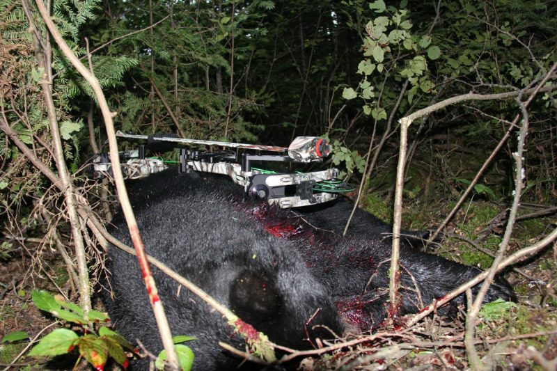 My bear fell in thick cover on 35 yards behind the bait. Bowhunting for bears with good equipment is adrenaline charged, and bruins don’t go far when hit well. 