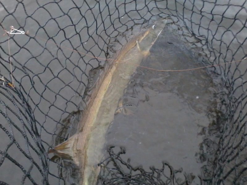 It's best to keep a muskie in the water while you remove the quick-set rig from its mouth.