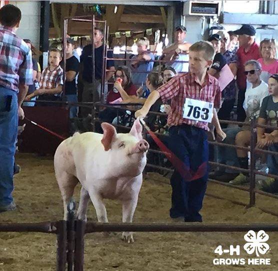 4-h-showing-pigs 10-3-16