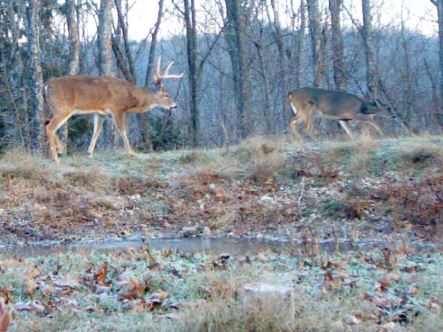 During the lock down phases of the rut, a buck tending a hot doe moves only when the doe moves.