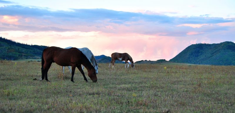 High meadow horses.