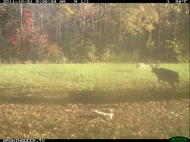During the pre-rut, mature bucks are active during daylight hours as they search for a doe in heat.