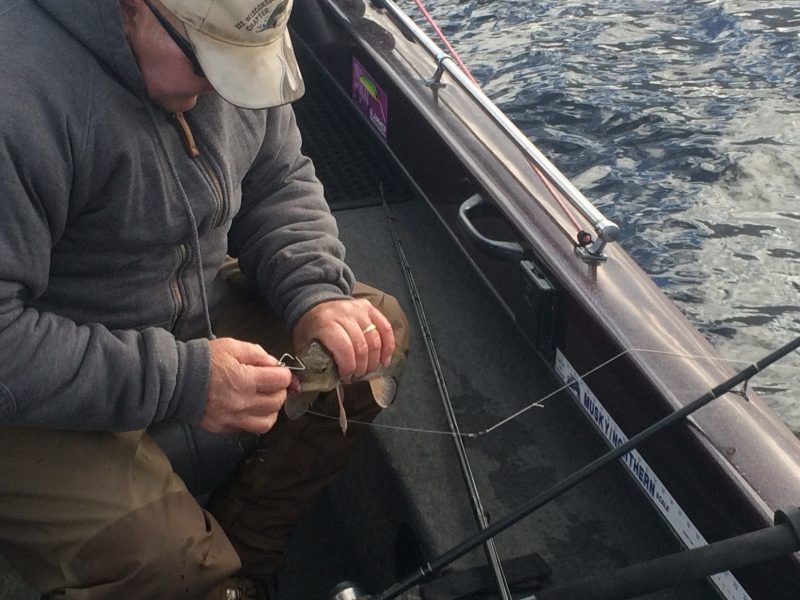 When rigged properly. live suckers will swim naturally until they are hammered by a big fish.