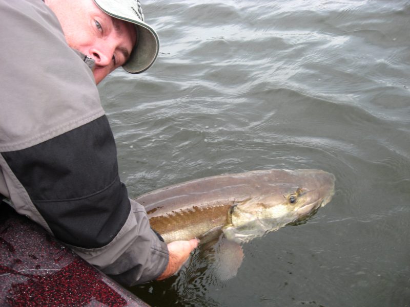The author releasing a muskie after a quick photo session.