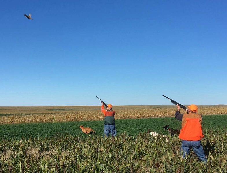 pheasants-over-dogs-2