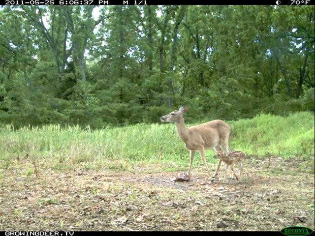 This picture was taken May 25, and the fawn is probably a week or less old. Not many fawns are seen traveling with does at this time of year on the author’s farm.