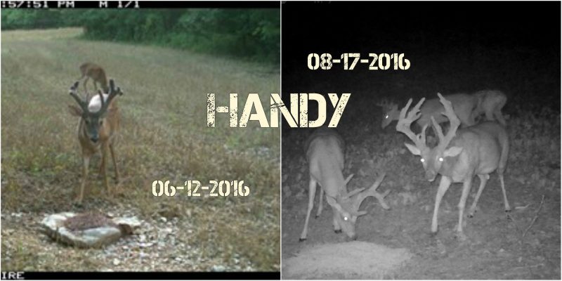 Trail cam pics from 2 months apart show Handy's amazing antler growth.