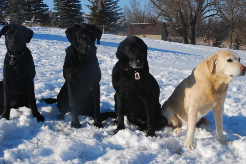 When all of Deb's girls were together. Left to right: Justice, Jerzee, Jesse and Tera.
