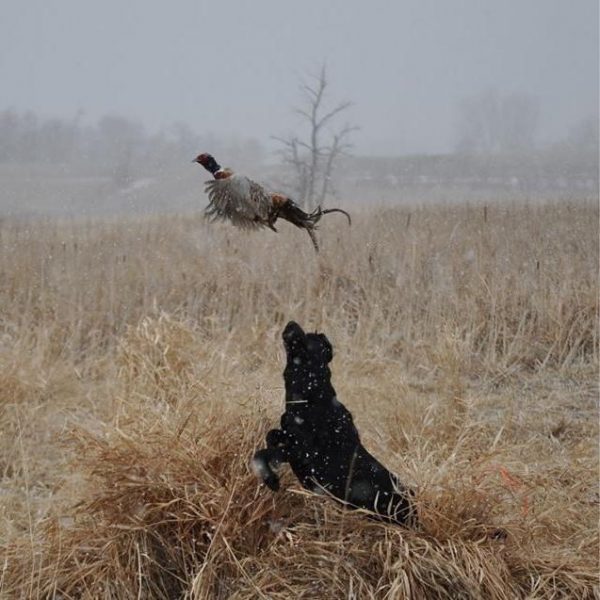 Justice flushing a pheasant.